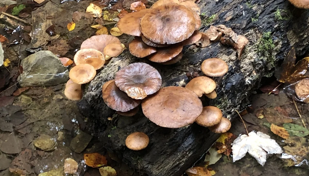 Bild | © DAV Hechingen