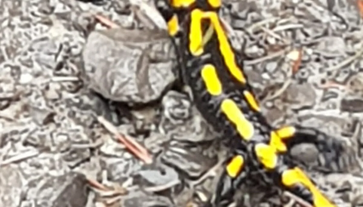 Bild | © DAV Hechingen