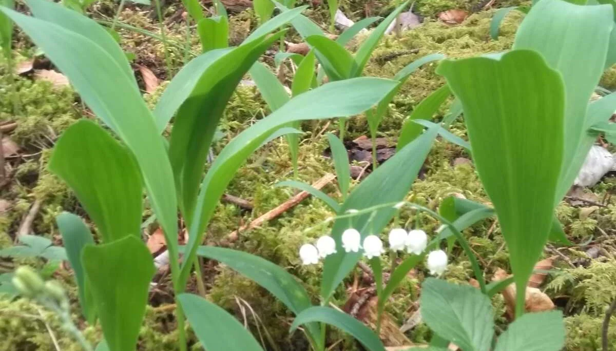 Bild | © DAV Hechingen