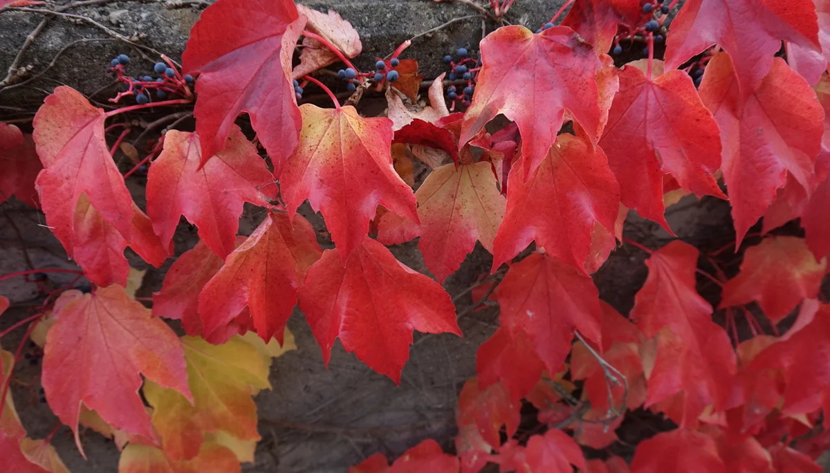 Bild | © DAV Hechingen